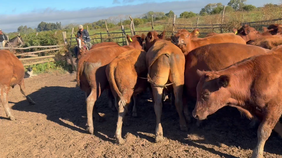 Lote 64 Novillo Engorda en Pelarco, VII  Región Maule