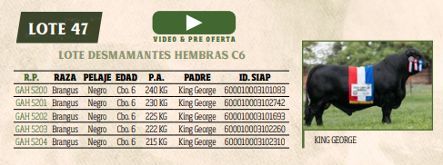 Lote LOTE 47
