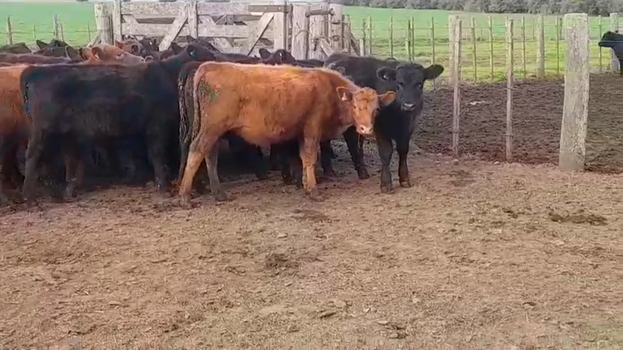 Lote 70 Terneros en Laprida