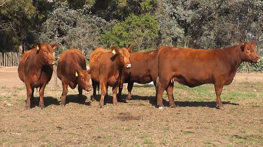 Lote VAQUILLONAS PURAS CONTROLADAS CON GARANTIA DE PREÑEZ