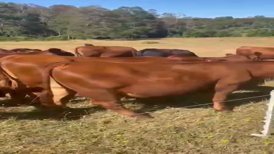 Lote 28 Novillo Engorda en Villarrica, IX Región Araucanía