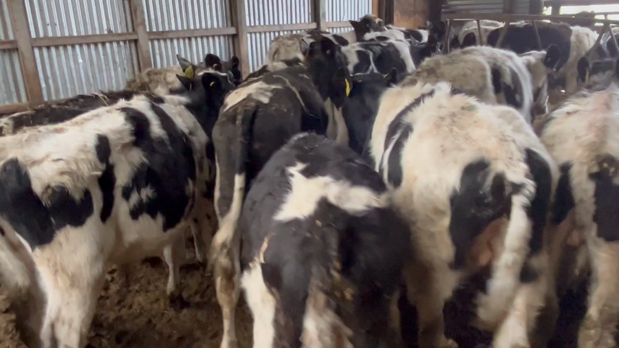 Lote 80 Ternero en Río Bueno, XIV Región Los Ríos