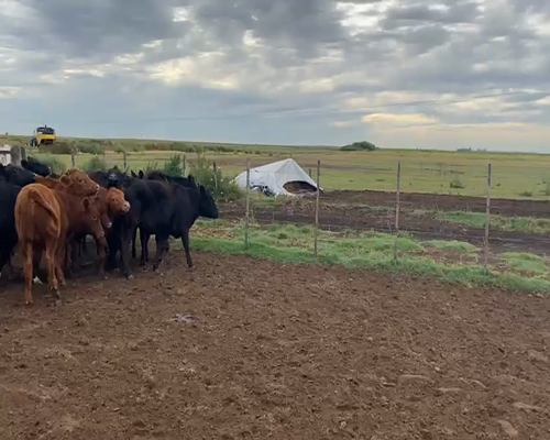 Lote 41 Terneros/ras Castrados