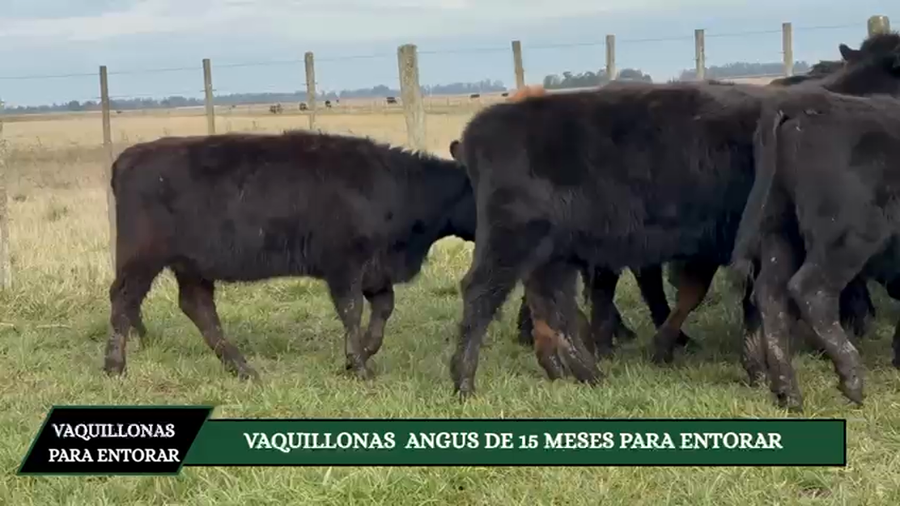 Lote VAQUILLONAS ANGUS PARA ENTORAR