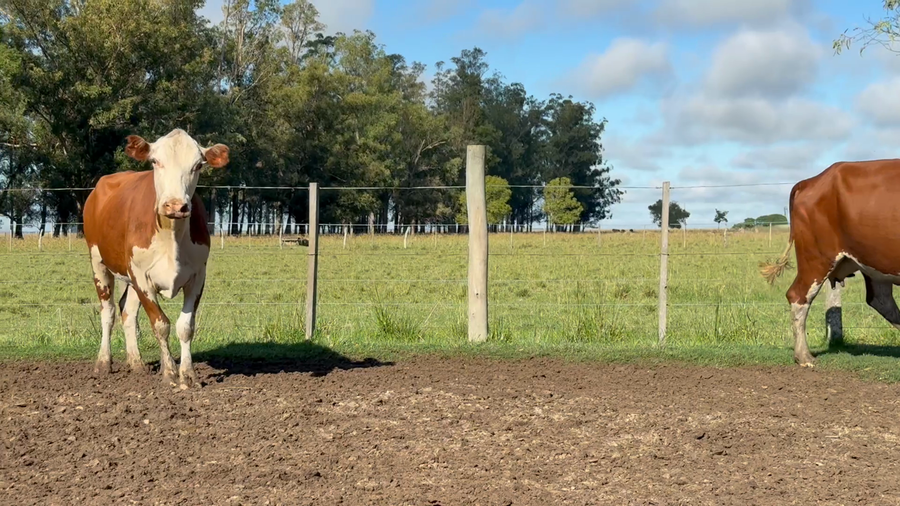 Lote 110 Vacas de invernar en Corrientes, Paso de Los Libres