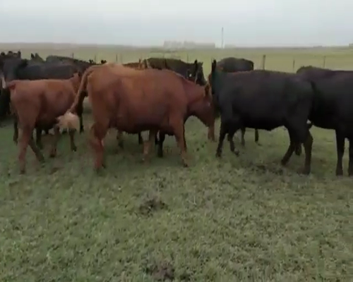 Lote 110 Terneros en Tapalqué, Buenos Aires