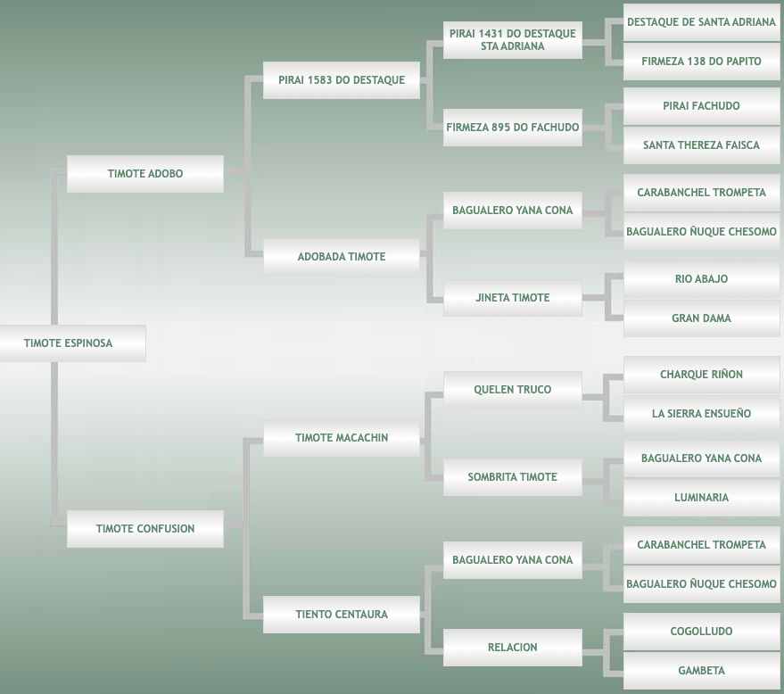 Lote Timote Espinosa