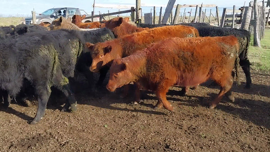 Lote 50 Terneros/as en Huanguelen, Buenos Aires