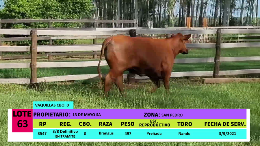 Lote LOTE 63 - 1 VAQUILLA PREÑADA CBO 0