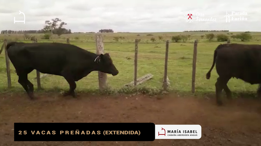 Lote 25 Vacas Preñadas.