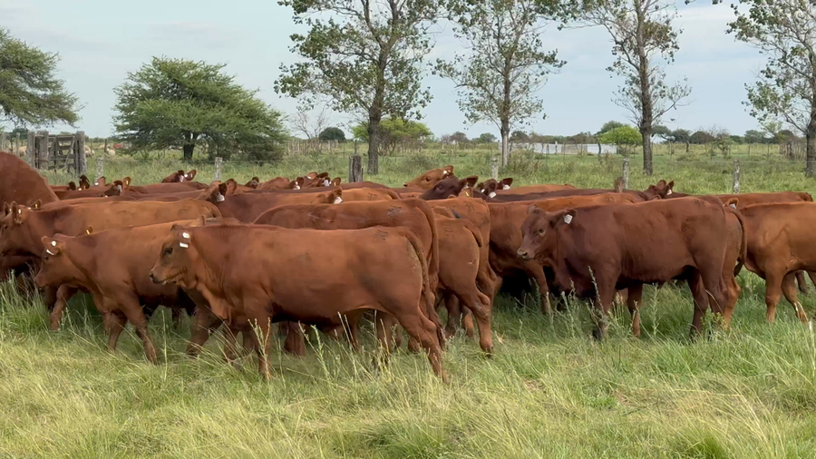 Lote 0 Terneros en Corrientes, Curuzu Cuatia
