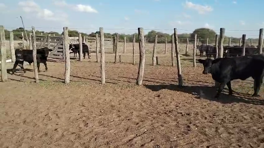 Lote 60 Terneros/as Aberdeen angus y Brangus en Vera, Santa Fe