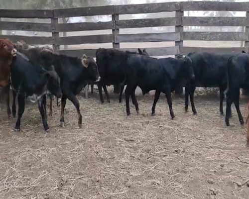 Lote 78 Terneros/as en Pampa de Los Guanacos, Santiago del Estero