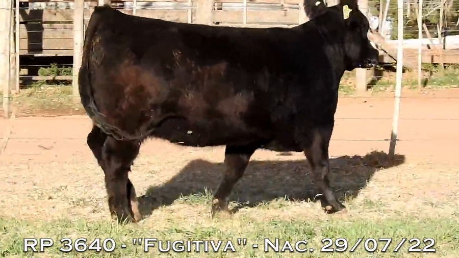 Lote VAQUILLONAS  P.P.