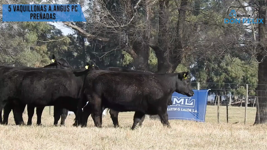 Lote "Cabaña ""Don Felix"" Vaquillonas PC"