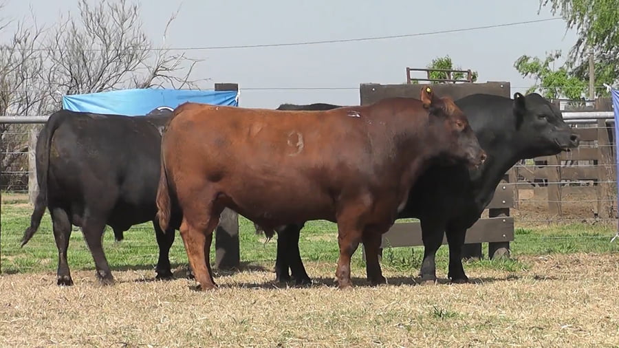Lote TOROS ANGUS PURO CONTROLADO