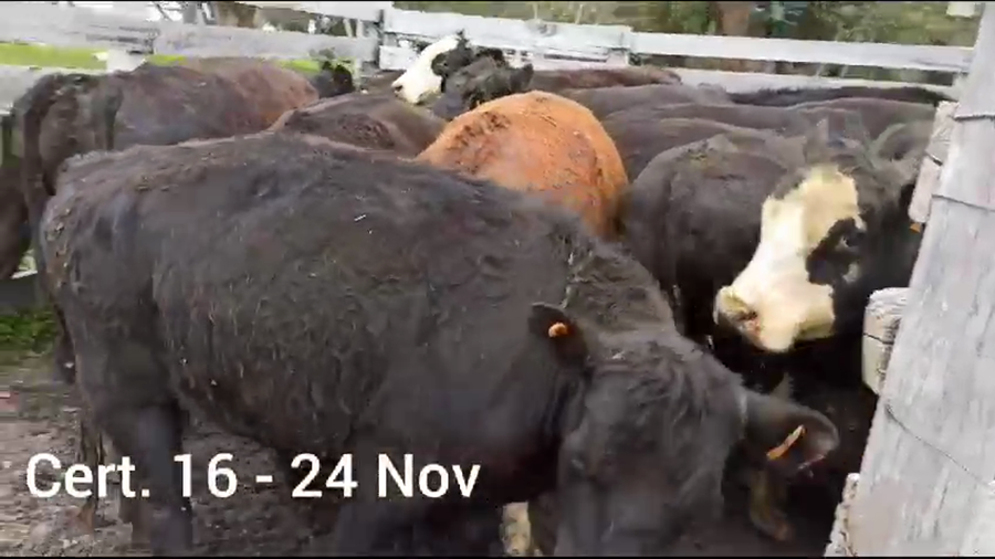 Lote NOVILLOS DE 2 A 3