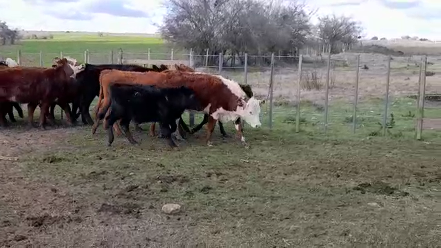 Lote (Vendido)14 Terneras HEREFORD/ ANGUS a remate en PANTALLA FEDERICO GARLAND 205kg -  en COLONIA LARRAÑAGA