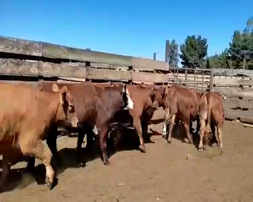Lote 20 Novillo Gordo en Los Ángeles, VIII Región Biobío