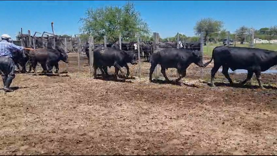 Lote 45 Novillitos en Victoria, Entre Ríos