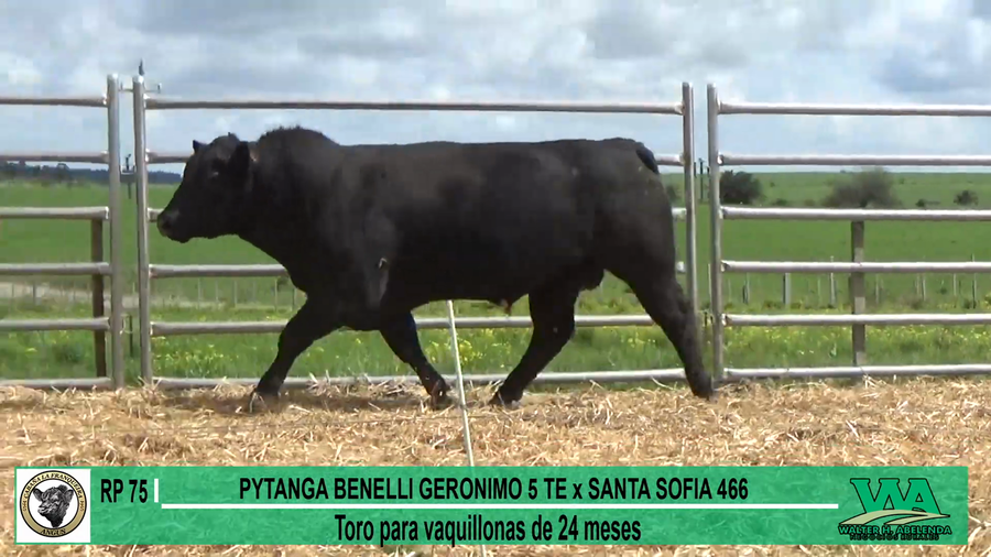 Lote Toros a remate en Cabaña La Franqueira, Florida