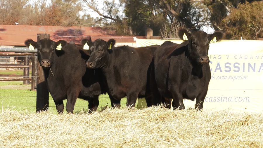 Lote VACAS SEGUNDA PARICION ANGUS PURO CONTROLADAS