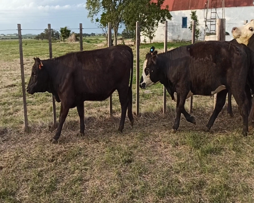 Lote 21 Vaquillonas en Soriano DE 265 - 275KG
