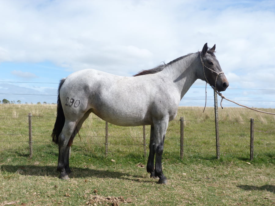 Lote LUCHA ESCONDIDA