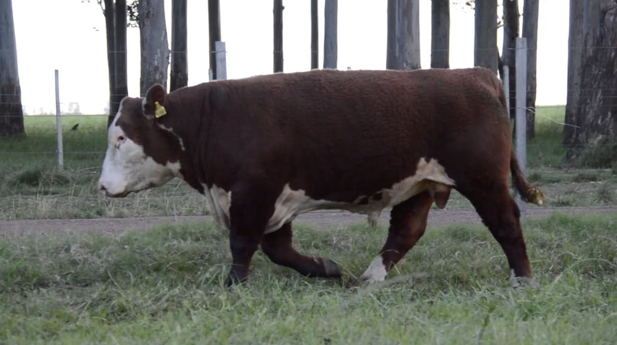 Lote POLLED HEREFORD