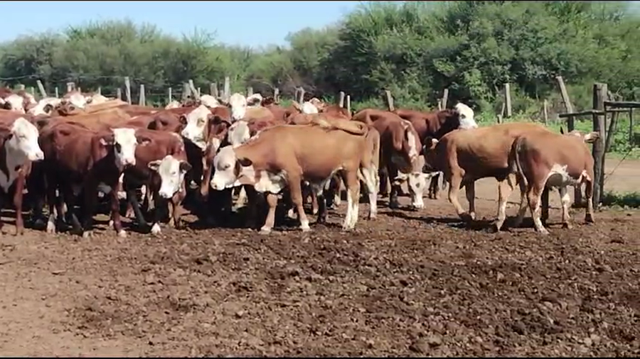 Lote 56 Terneros/as en Vilelas, Santiago del Estero