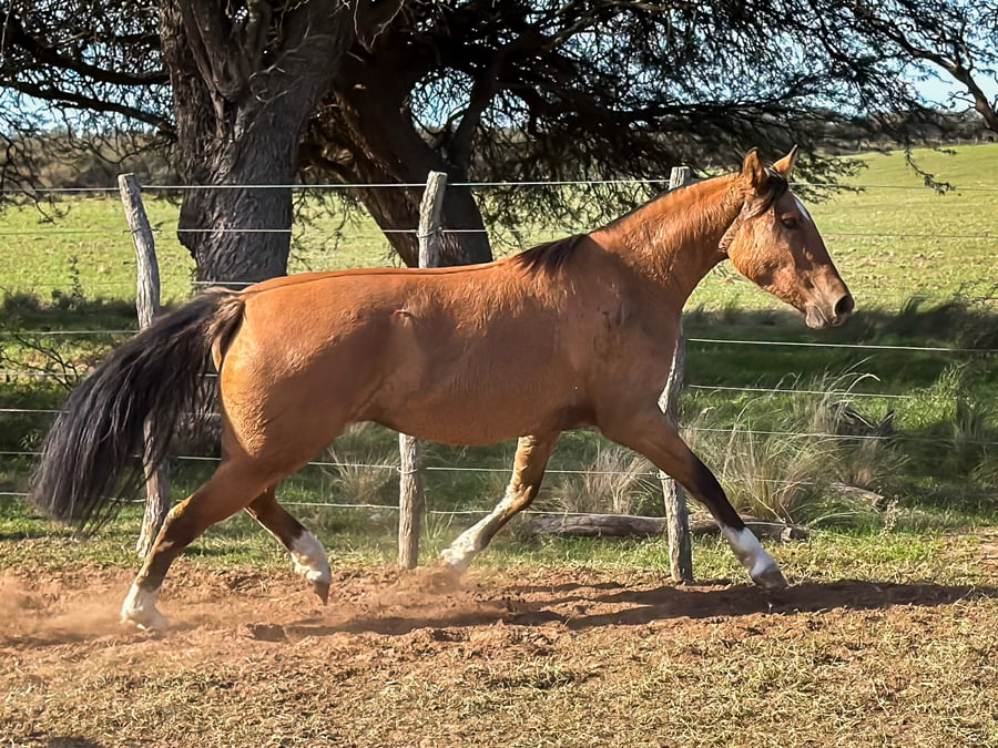 Lote Las Amalias Heredera
