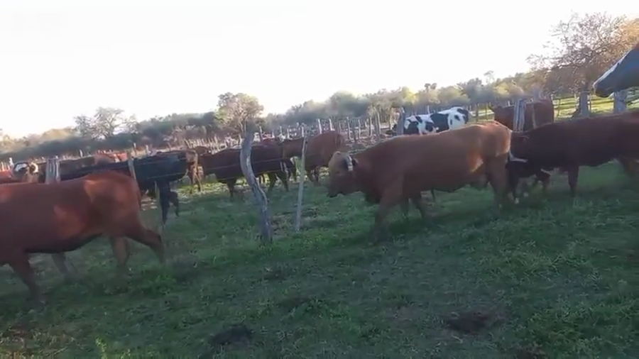 Lote 29 Vacas nuevas Preñadas