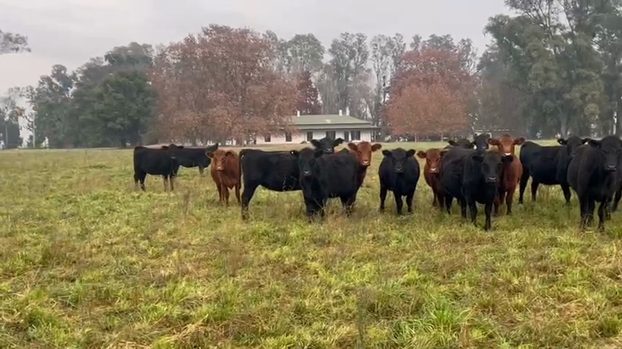 Lote 24 Vaquillonas P/ entorar en Tapalqué, Buenos Aires