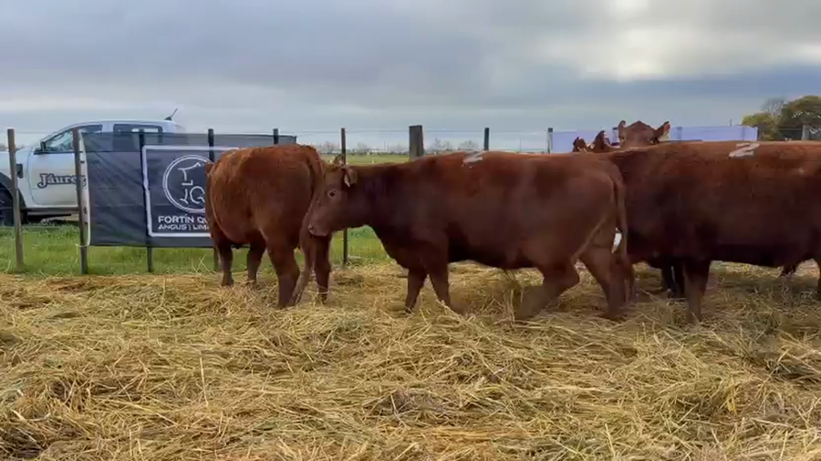 Lote 5 Vaquillonas PC preñadas