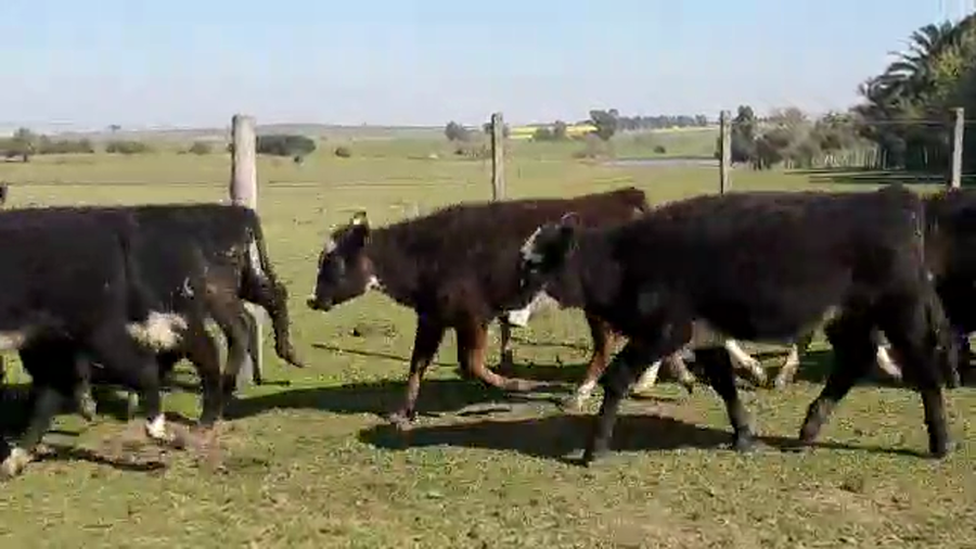 Lote 14 Terneras ANGUS a remate en PANTALLA CAMY - SAN JOSE  1500 VACUNOS 150kg - , San José