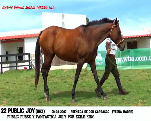 Lote PUBLIC JOY (BRZ)