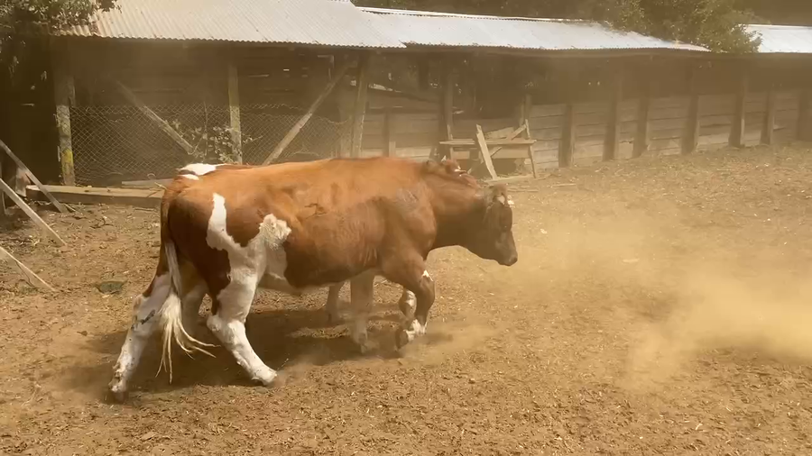 Lote 50 Novillo Engorda en Paillaco, XIV Región Los Ríos