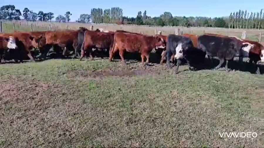 Lote 40 Terneros en Brandsen, Buenos Aires