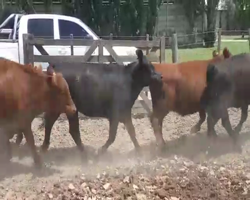 Lote 60 Terneros/as en Brandsen, Buenos Aires