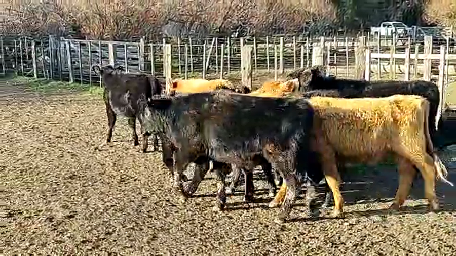 Lote 25 Terneros en Coronel Suarez, Buenos Aires