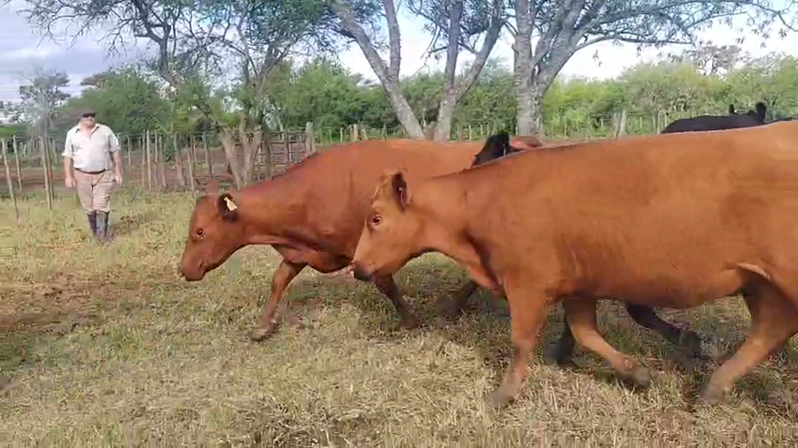 Lote 127 Vaquillonas C/ gtia de preñez