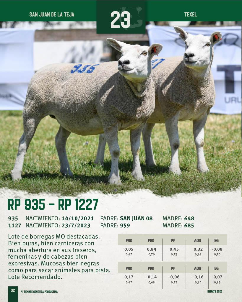 Lote 2 Borregas a remate en 4º Genetica Productiva, San José