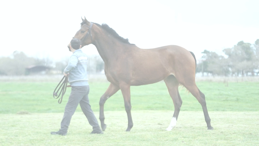 Lote MILICA NIK (NICODEMUS -  MAYLA INC)
