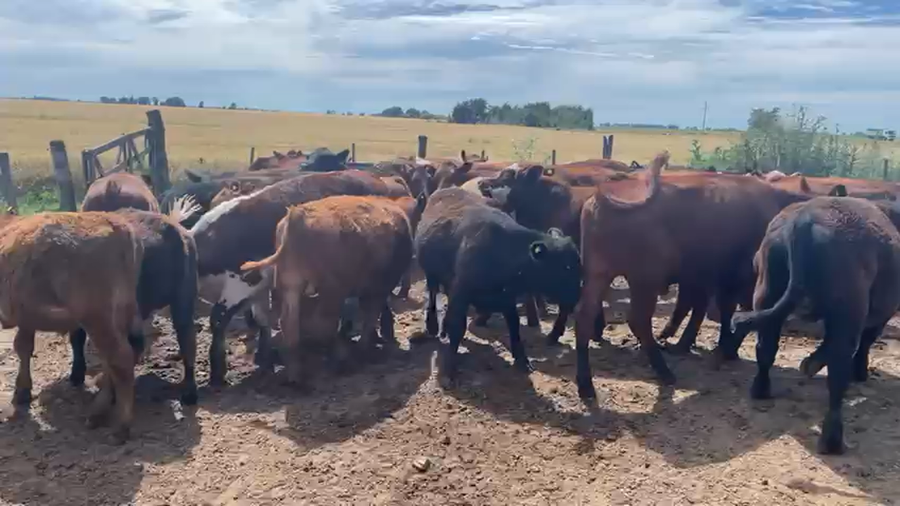 Lote 50 Terneros en Pehuajó