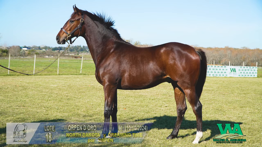 Lote ORPEN D'ORO