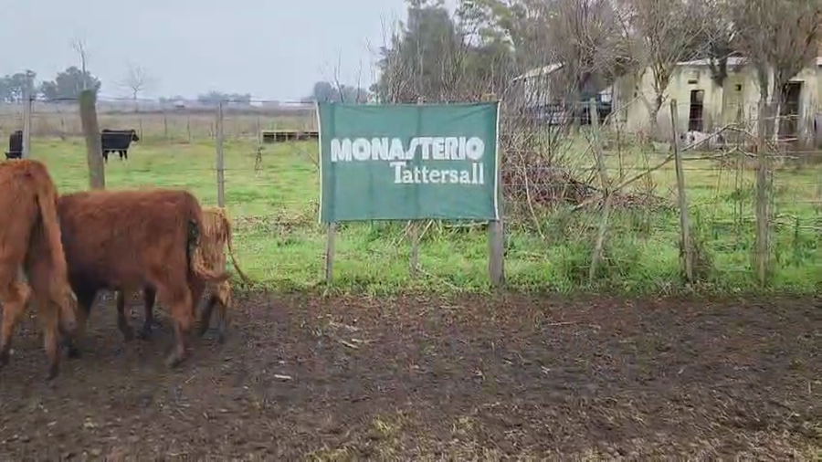 Lote 72 Terneros/as en Bolivar