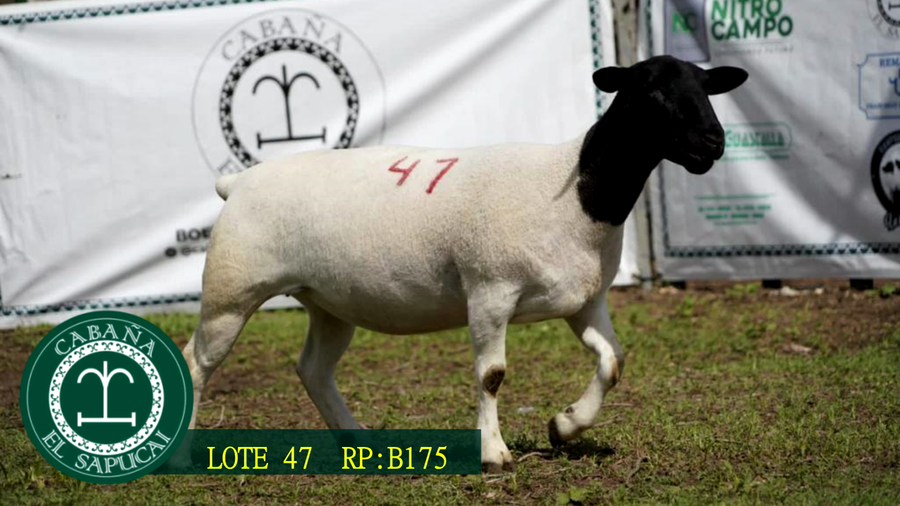 Lote RP B175