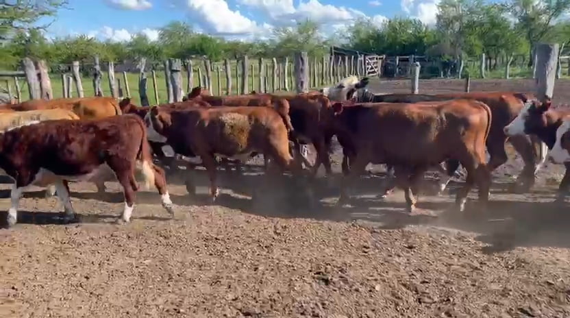 Lote 26 Terneros/as en Corrientes, Curuzu Cuatia