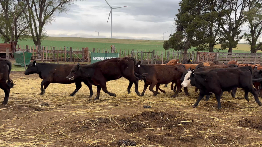 Lote 120 Terneras en Buenos Aires, Tornquist