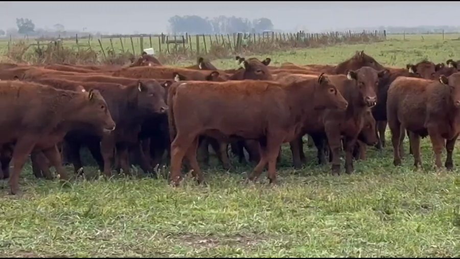 Lote 60 Vaquillonas